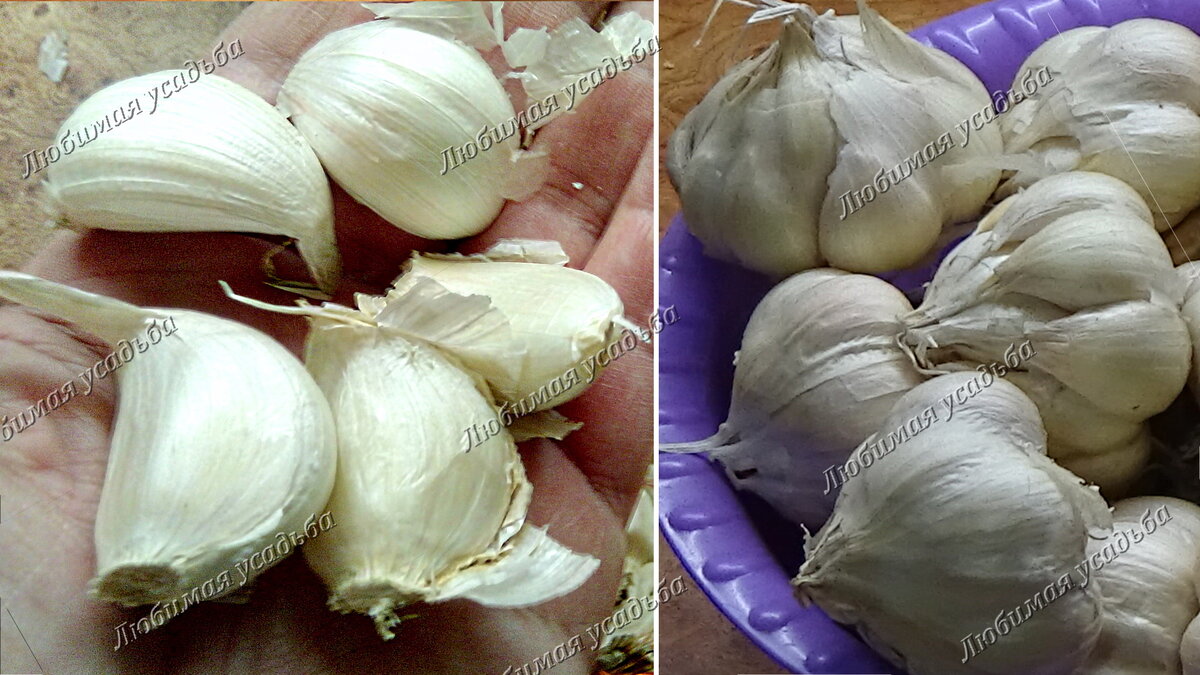 5 зубчиков не помещаются на ладони