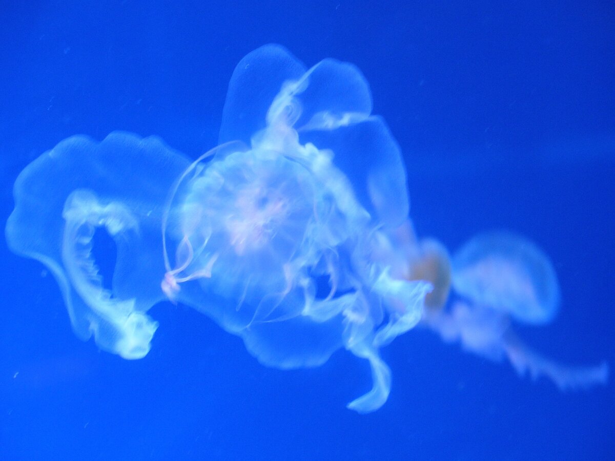 гайды по дотам медуза фото 69