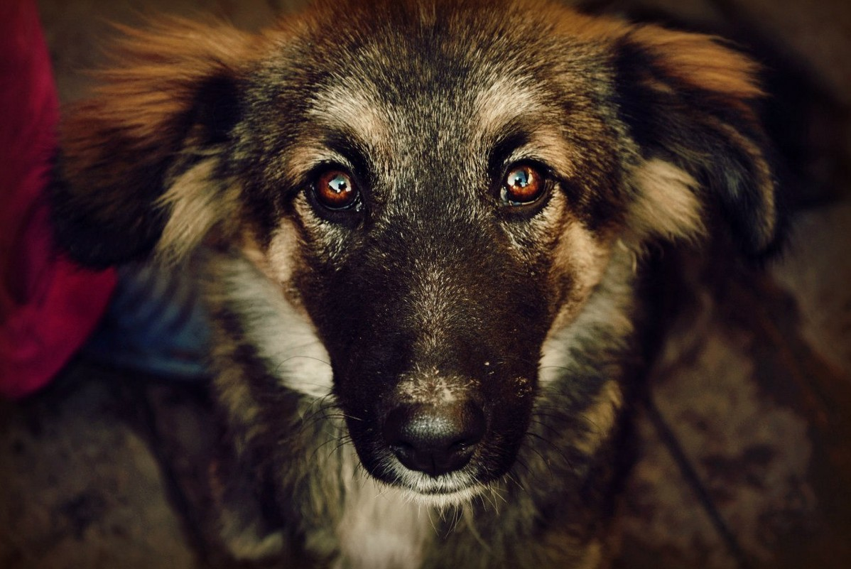 Собака похожая на Чернушку. Источник фото: https://avatars.mds.yandex.net/get-zen_doc/3985984/pub_5f40002d2932bd7eda42db72_5f40c48c8cae7f378416083a/scale_600