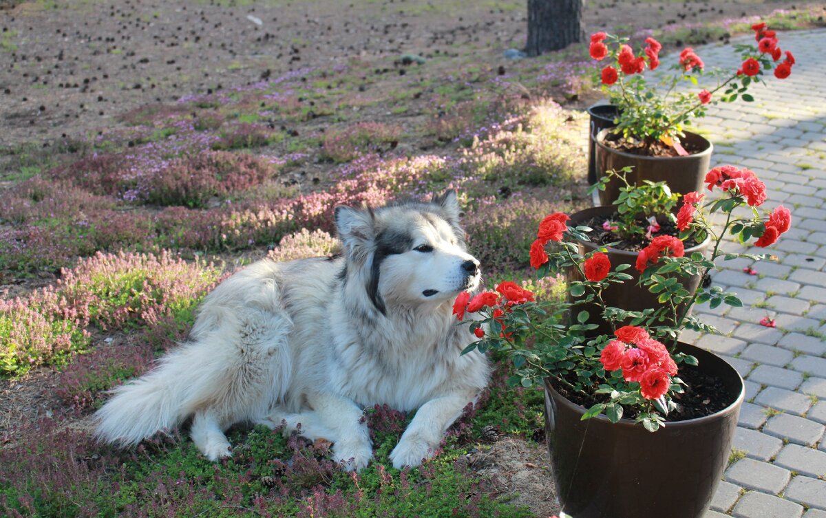 Мой сад 9 июля