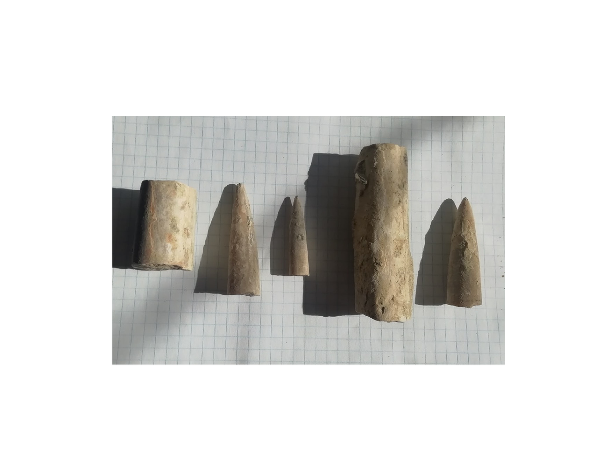 Лучше сохраняется белемнит меньших размеров 