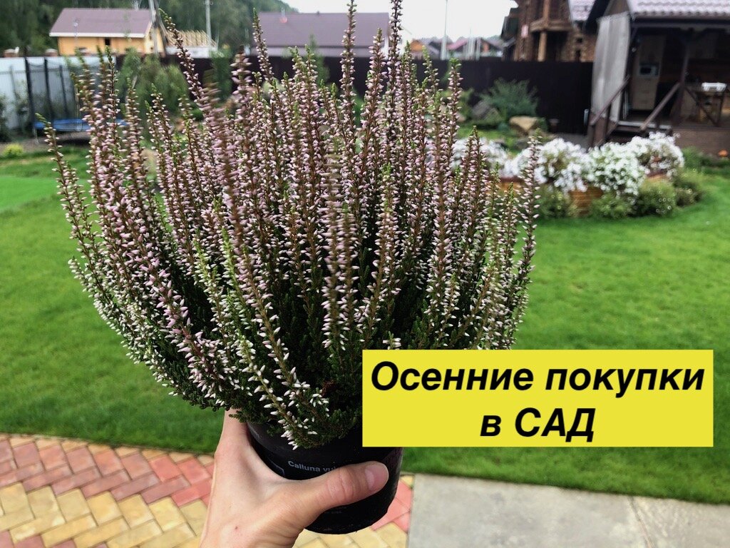 Очередные НОВИНКИ в мой любимый САД. | Беседка | Дзен