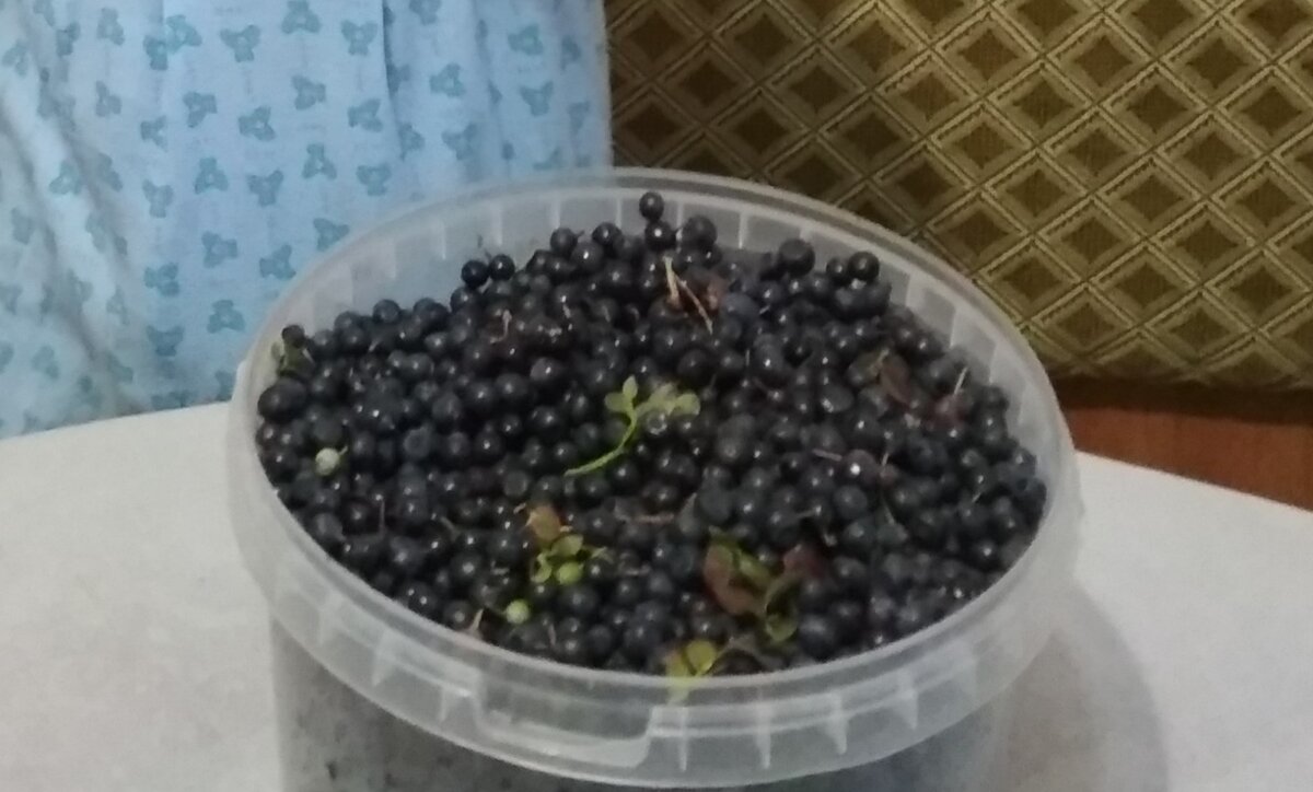 Черника. Фото автора