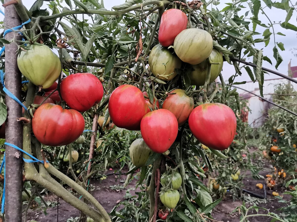 Вот так выглядит сорт "Бычье сердце из Рязани" 11.09.20. Открытый грунт