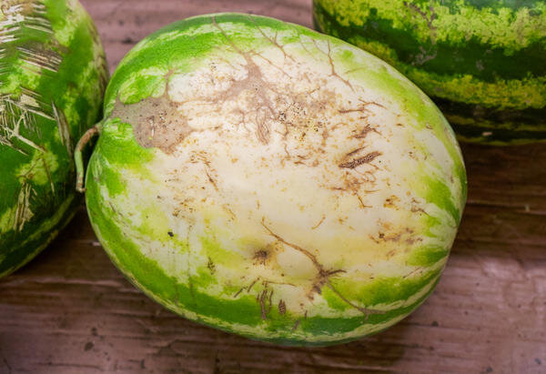 Хранение в квартире
Несомненно, сохранить их на протяжении длительного периода времени в квартире куда сложнее, чем в частном доме, но все же возможно. Подходящих мест немного, но они однозначно есть.
Арбуз, которым мы привыкли лакомиться в разгар бахчевого сезона, станет настоящей изюминкой стола в зимнее время года. Единственная проблема заключается в том, что сберечь солнечную ягоду столь длительное время не так уж и просто. Но возможно! О том, каким образом сохранить арбуз до Нового года, чтобы он не потерял свой вкус и аромат, мы сейчас и поговорим.

Арбуз станет настоящей изюминкой стола в зимнее время года

Конечно, в наше время никого не удивишь свежими фруктами на новогоднем или рождественском столе. Чего только не встретишь в продаже: бананы и апельсины, киви и ананасы, а еще виноград, хурму и даже свежую клубнику. Но так уж устроен человек, что больше всего ему хочется именно того, что практически недоступно (ввиду ряда причин) вот прямо сейчас, в данный момент. В зимнее время года к такого рода редкостям смело можно отнести и арбуз: купить не проблема, но вот цена и качество, мягко говоря, не радуют. Естественно, напрашивается практичное решение – попробовать сохранить его собственными усилиями.

Есть масса способов и советов о том, как сохранить арбуз до Нового года. Некоторые из них практичны и действенны, иные достаточно необычны. Но не будем спешить, давайте поговорим обо всем по порядку: о способах, условиях, требованиях и секретах.


Есть масса способов и советов о том, как сохранить арбуз

Об одном из проверенных на практике методов хранения рассказывала Светлана в статье Как сохранить арбуз до Рождества. Способ очень простой, но очень даже действенный. Личным опытом делится и автор поста Арбуз к Новому году.
Закрыть
Выбираем арбуз для длительного хранения
Какой бы способ вы ни избрали, первое, что необходимо сделать – правильно выбрать плод, так как именно от его качества будет зависеть, как долго он сможет храниться. Итак, для длительного хранения необходимо выбирать:арбузы весом около 4-5 кг;
качественные плоды, на поверхности которых не должно быть никаких повреждений: вмятин, царапин, солнечных ожогов, трещин и так далее;

Качественные плоды не должно иметь никаких повреждений: вмятин, царапин, солнечных ожогов, трещин и так далееарбузы поздних сортов с толстой кожурой, так как именно они способны храниться продолжительный период времени.
Выбрать подходящие для длительного хранения сорта арбузов вы можете в нашем каталоге, объединяющем предложения крупных садовых интернет-магазинов. Выбрать семена арбузов.Арбуз Бочка меда®16 руб
Русский Огород

Арбуз Синчевский14 руб
Русский Огород

Арбуз Трофи F156 руб
Русский Огород

Арбуз Айваз F193 руб
Русский Огород

Условия для длительного хранения
Чтобы свежие арбузы гарантированно сохранились до Нового года, им нужно создать специальные условия. В идеале помещение для хранения должно быть:темным;
хорошо проветриваемым;
прохладным. Оптимальной будет температура  +5...+8°C, при относительной влажности 60-80%. Более высокая/низкая температура, равно как и слишком сухой либо чрезмерно влажный воздух поспособствуют тому, что плоды быстро испортятся.

Хранить арбузы можно как в доме, так и в квартире
Сохранить плоды арбуза в частном доме куда проще 
Итак, в частном доме отлично подойдут:
погреб либо подвал;
гараж;
чердак;
летняя кухня или любая холодная комната, температура в которой держится в пределах +5...+8°C;
как и в квартире, в частном доме плоды можно хранить в кладовой. Главное – поддерживать необходимый уровень влажности и температуры воздуха.

Способы хранения
Определившись с местом, необходимо выбрать способ хранения арбуза: