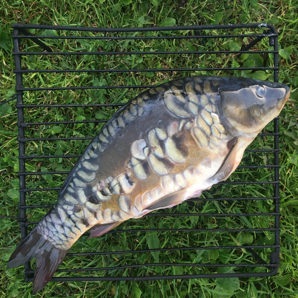 Карп. Муж поймал- муж будет чистить и коптить. Я же неумеха!