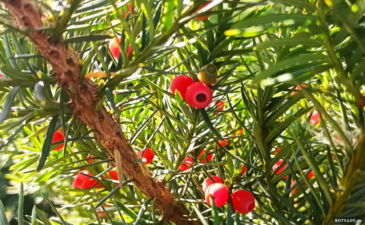 Тис ягодный фото. Тис ягодный Грин диамонд. Taxus baccata плод. Тисс ягодный Хессей. Тис ягодный и можжевельник.