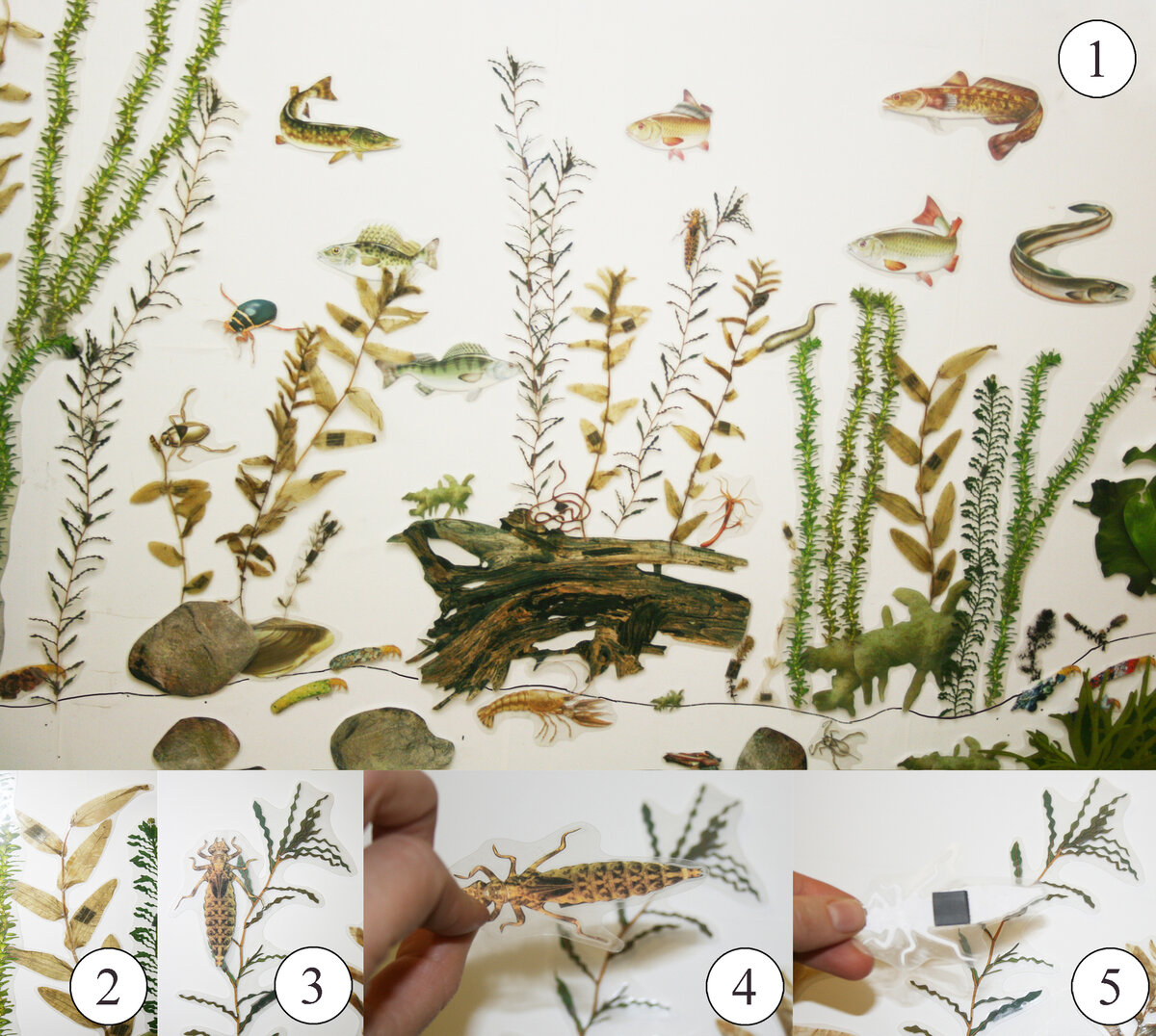 Задача: проанализировать сообщество, вычленить  экологические взаимосвязи и «синтезировать» пруд, который в реальной  жизни будет иметь шансы успешно функционировать. На рисунке: 1 – общий вид, 2-5 – составляющие элементы (2 – ламинированный гербарий рдеста (ламинирование делает самый хрупкий гербарий вандалоустойчивым), 3 – ламинированные изображения стрекозы, рдеста, 4,5: крепление элементов к магнитной доске осуществляется за счет кусочков магнитного винила на изнаночной стороне). Размер доски – 1200*900 мм.