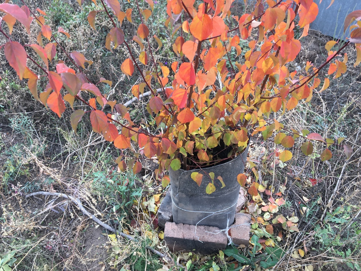 Это новый маленький абрикос. Пока растёт в углу, на следующий год облагородим эту часть