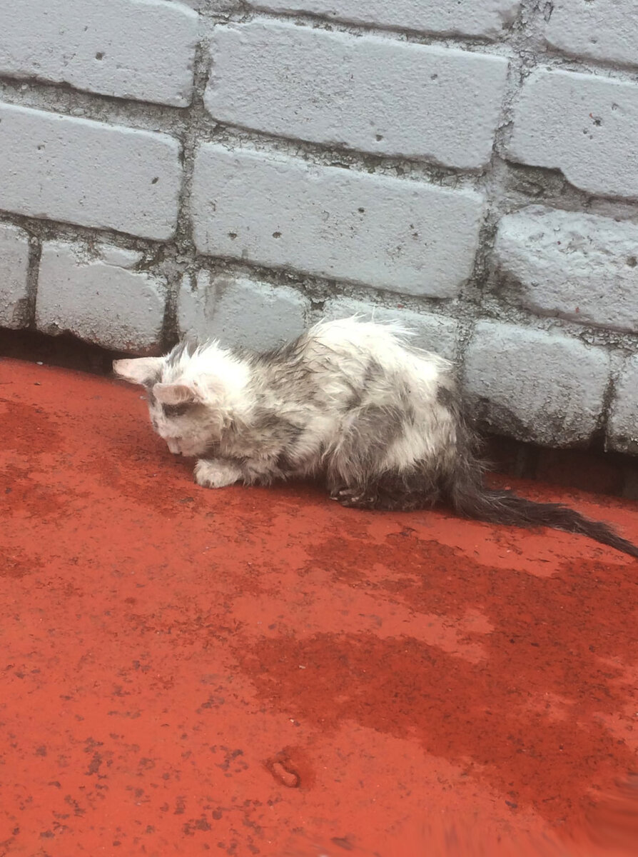 То самое фото.