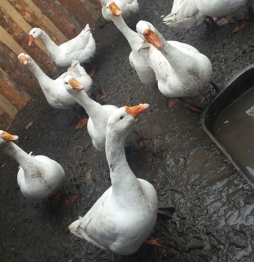 Он за нами наблюдает