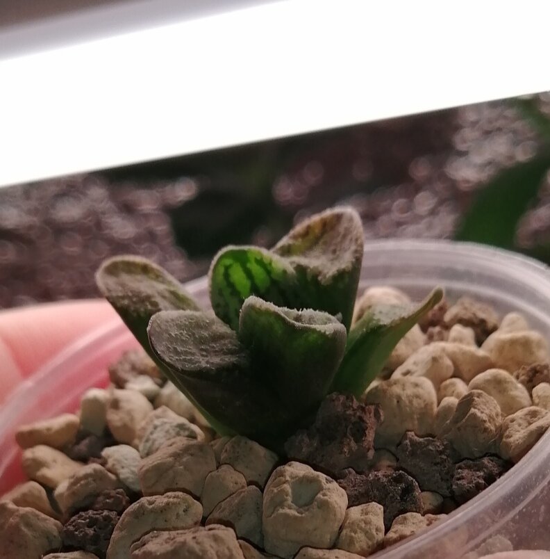 Haworthia pygmaea f. crystallina. Появилась у меня совсем недавно и только-только пошла в рост