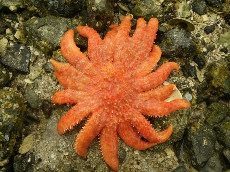 Источник фото - micromookie.com