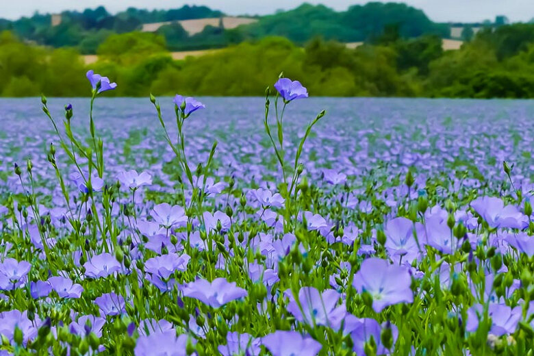 Лен однолетний, или посевной (Linum usitatissimum)