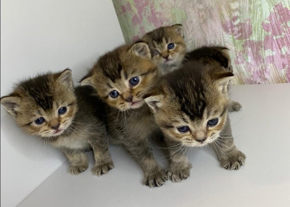 Шотландские малыши