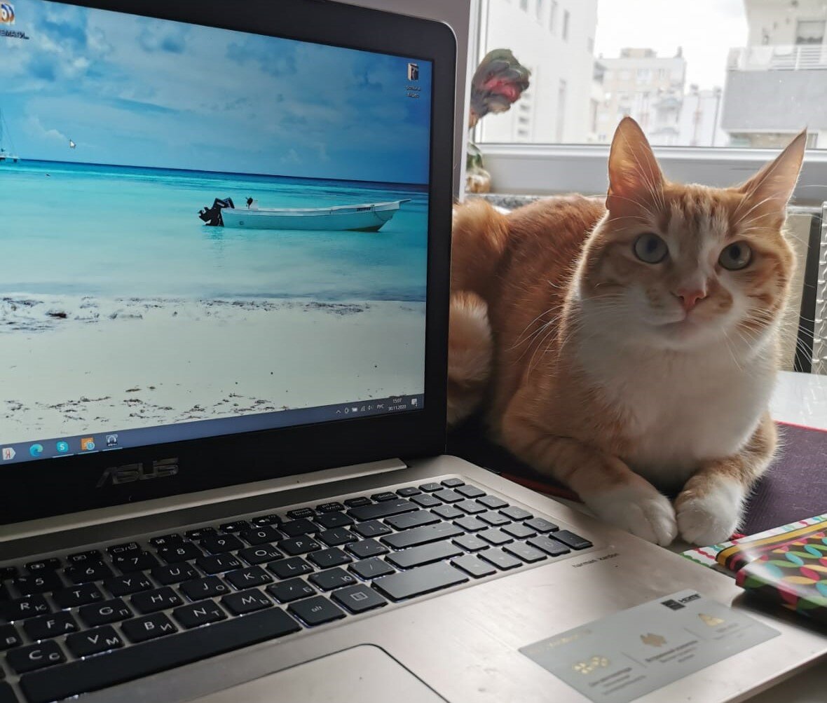 Коты всегда поддержат