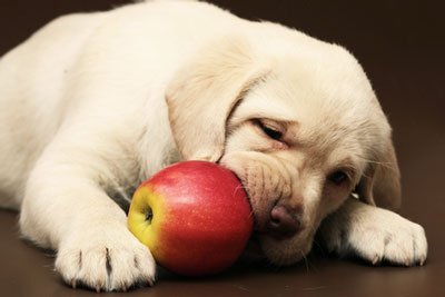 Яблоко полезно для щенка, а шоколад опасен