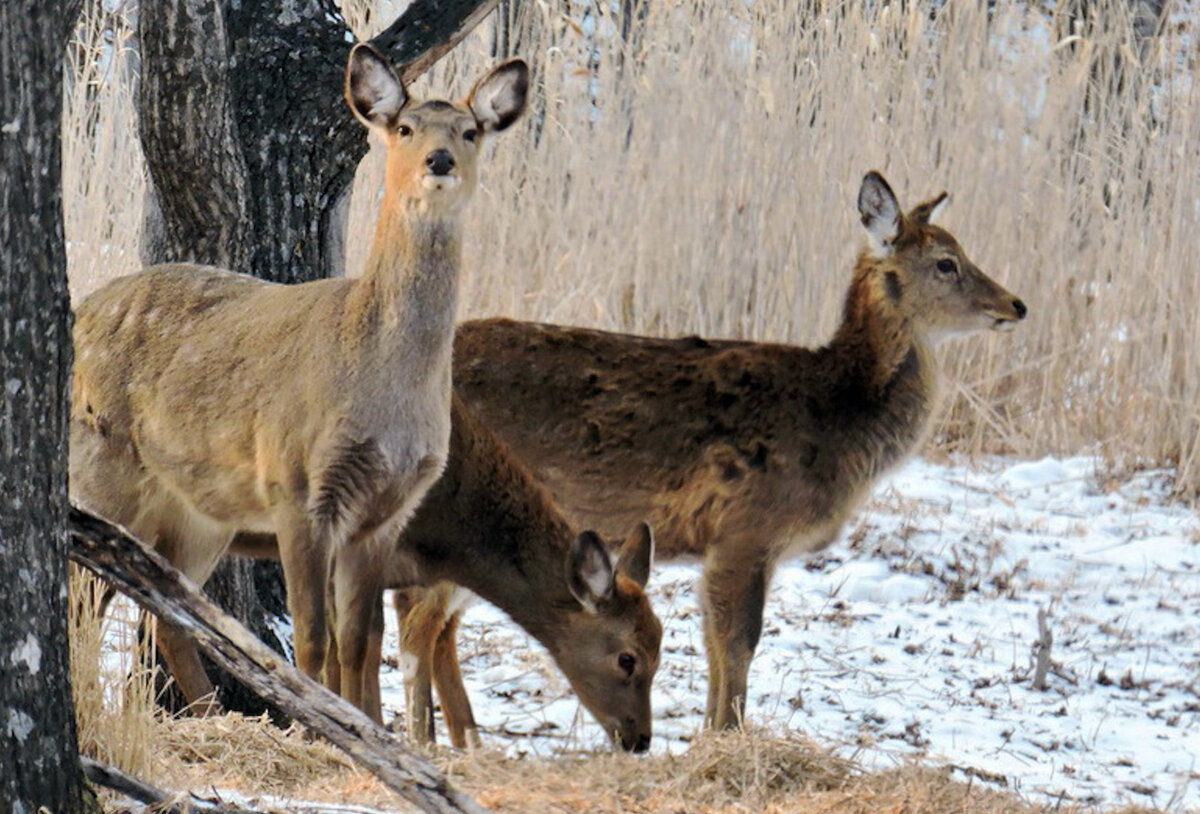 Фото предоставлено национальным парком "Земля леопарда"
