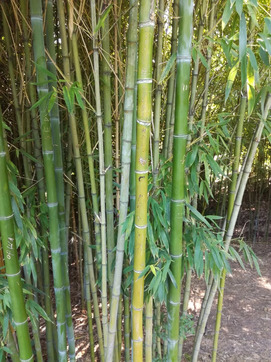 Ну, например, прекрасный дендрарий Сочи был бы доступен для нас и при СССР, и сегодня🙂Фото автора