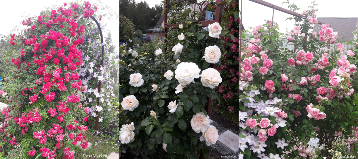 Как я выращиваю плетистые розы. Секреты ухода