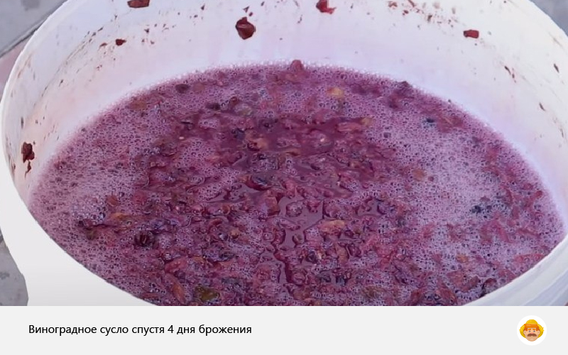 Сбраживание сусла. Брожение сусла вина. Брожение вина. Моносортовое сусло винное. Дрожжи в виноделии.