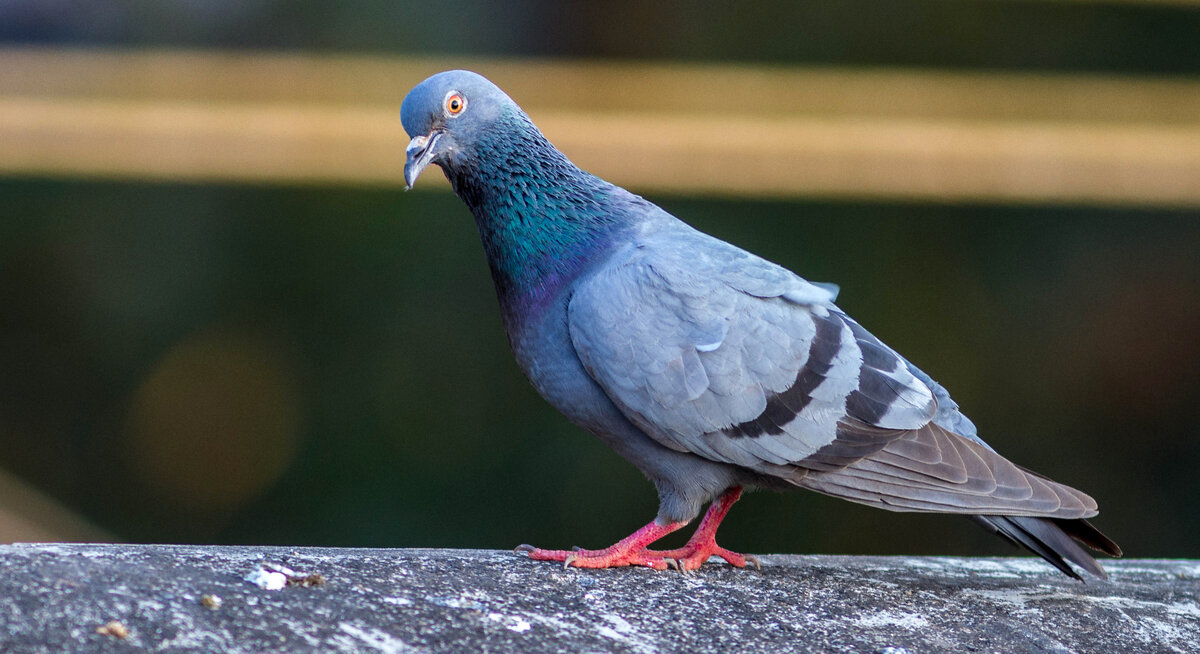 ФотоБлог Торгачкин Игорь Петрович © Igor Torgachkin: Голубь сизый / Columba livia / Rock dove