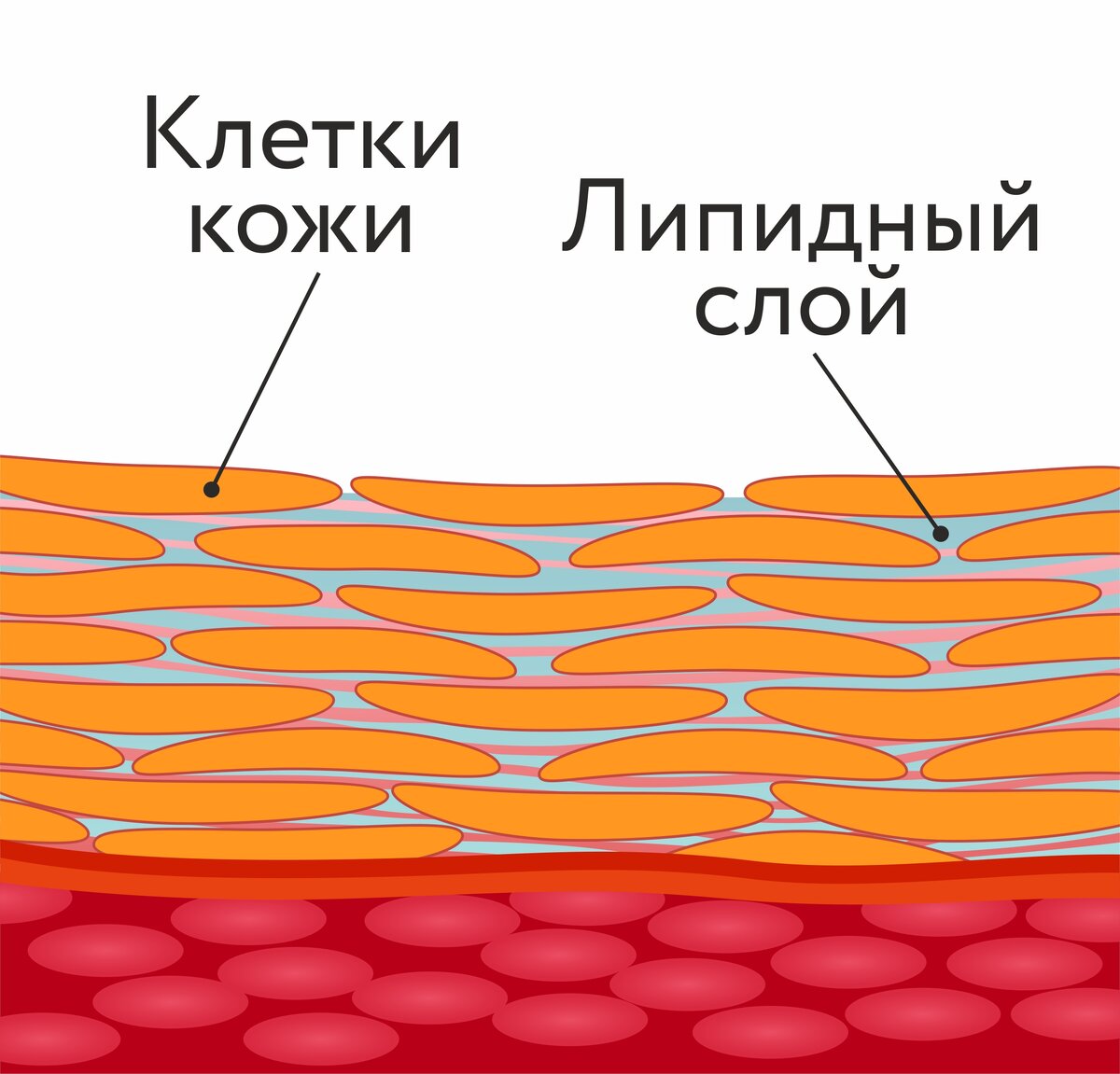 Кожа со здоровым липидным слоем