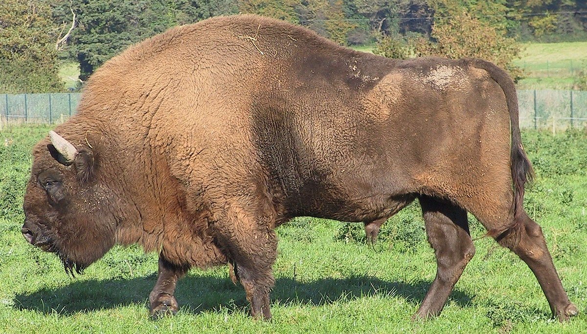 Характерные признаки и происхождение бизона