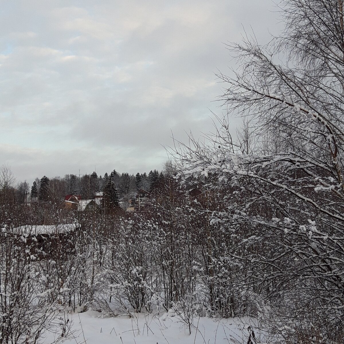 Наш лес❄