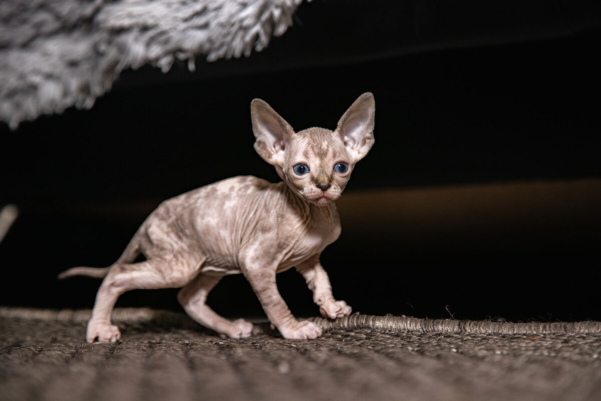 котенок канадского сфинкса