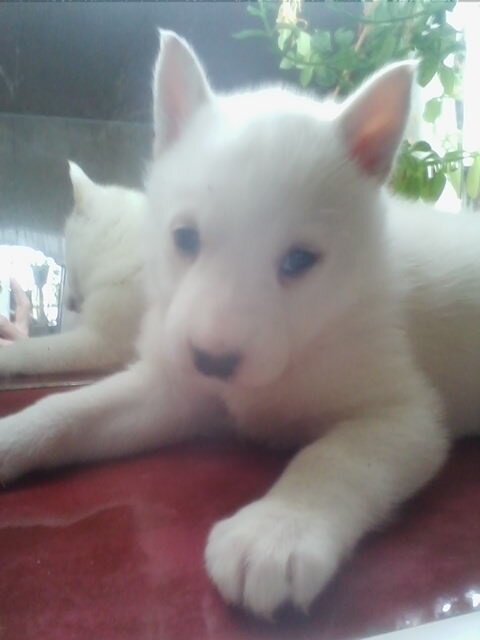 Нас двое, потому что второй Я - отражение, а не копия!!!