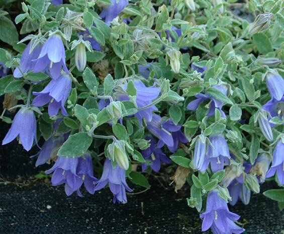 Колокольчик кашмирский родом с Памира и Гималаев не превышает высотой 8 см (однолетник)