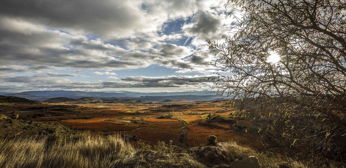 © DOCa Rioja