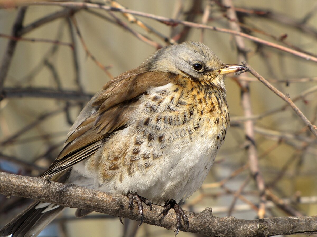 Птицы. Дрозд-рябинник (Turdus pilaris)