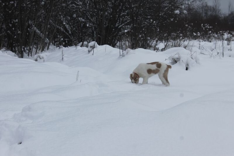 кругом мыши, кругом враги