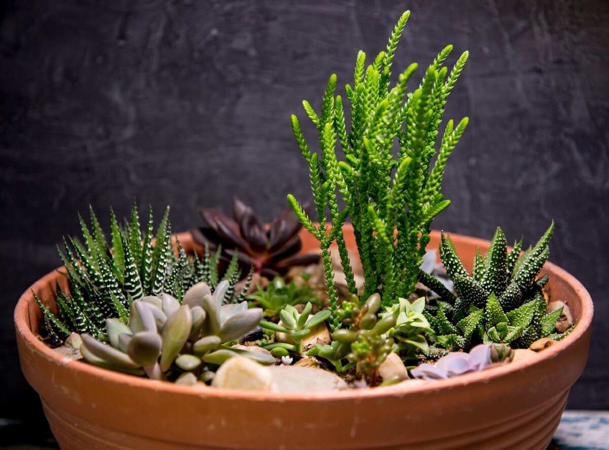 Я, конечно же, сажала садики из всего, что под руку попадется... А потом многократно пересаживала, особенно агрессивно разрастающихся.