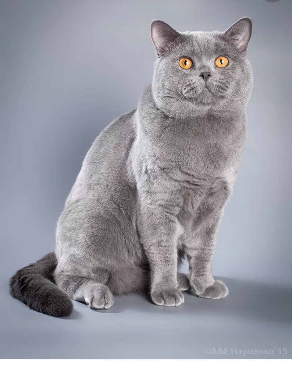 Фото из интернета 