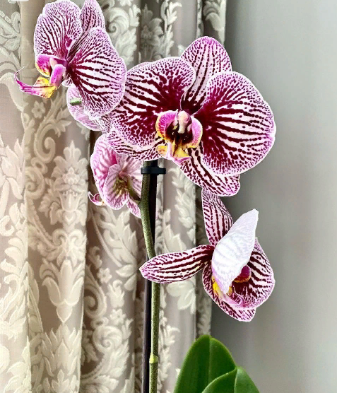 Необычный окрас цветков