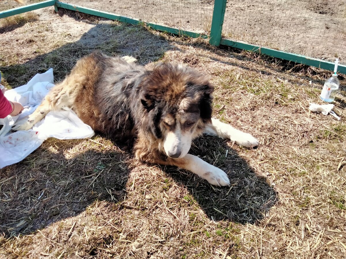 Наконец-то в домашнем мини-приюте Людмилы Ч. мы закончили капать Басю. Теперь будем ждать результат, посмотрим как он начнет двигаться. Помогло ли лекарство.