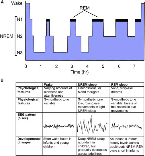 Иллюстрация фаз сна в привязке к количеству часов сна. Источник: Журнал Neuron Volume 93, Issue 4. Neural Circuitry of Wakefulness and Sleep