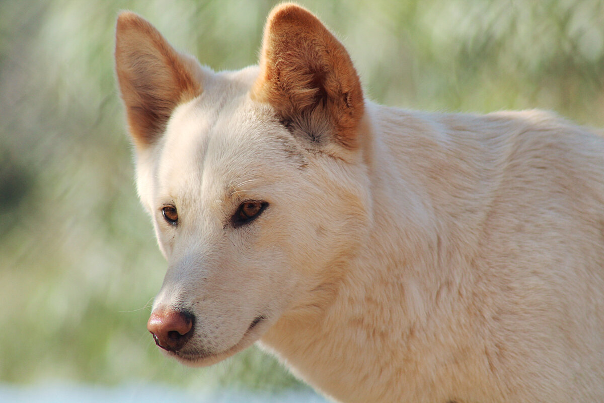 6 интересных различий между обычной собакой и дикой Динго | Приключения ...
