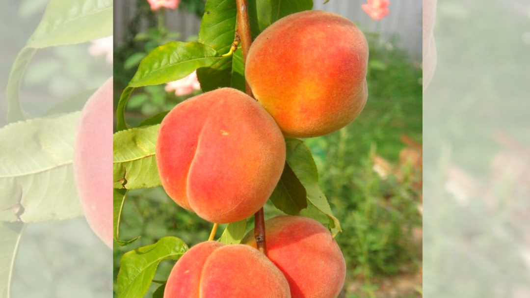 Сорт персика Золотая Москва