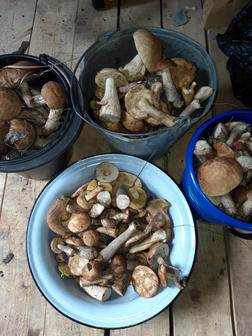 Урожай прошлого года. Грибы как будто специально насажены были, аж грядами росли