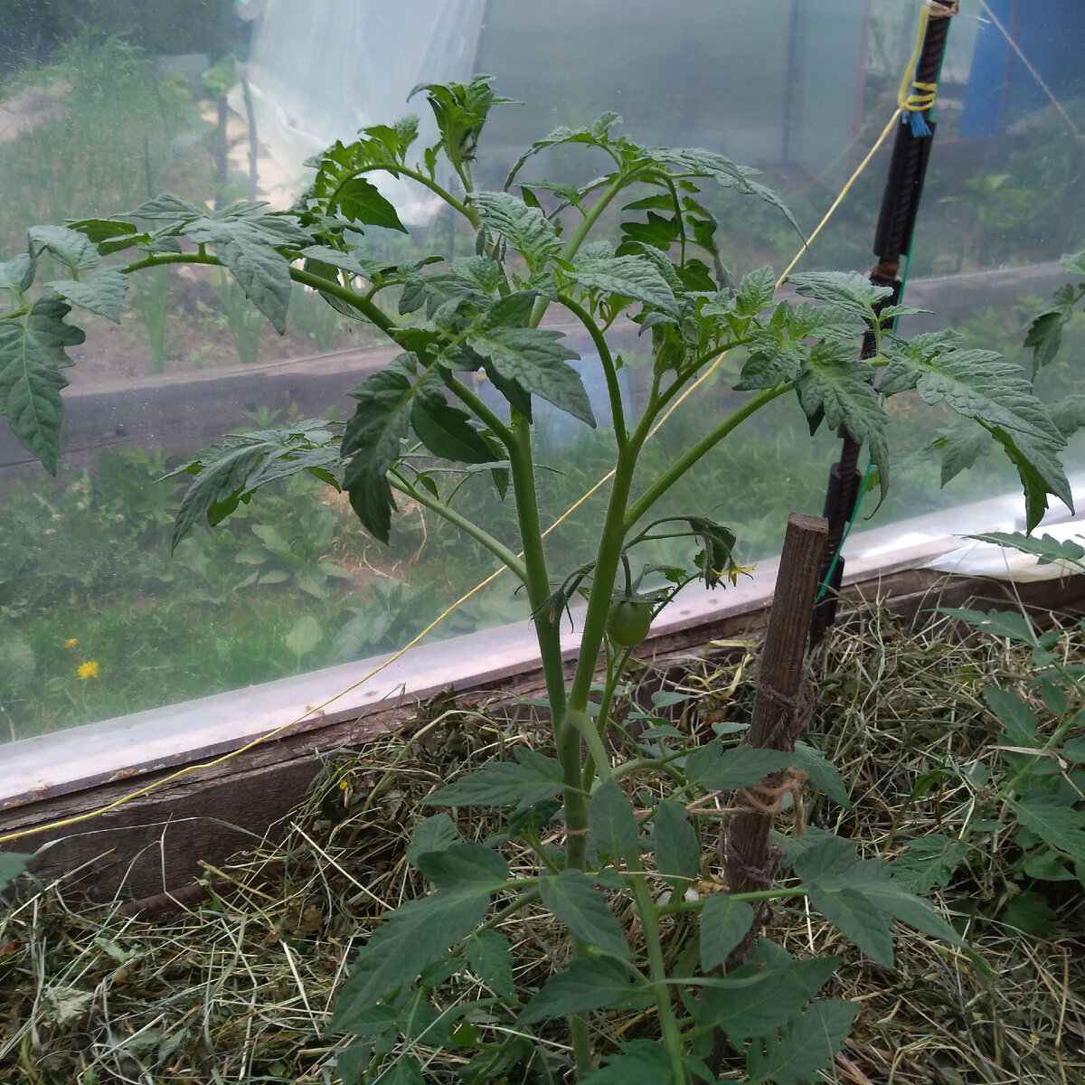 Личное фото автора статьи томат с первой кистью 25.05.21 г.