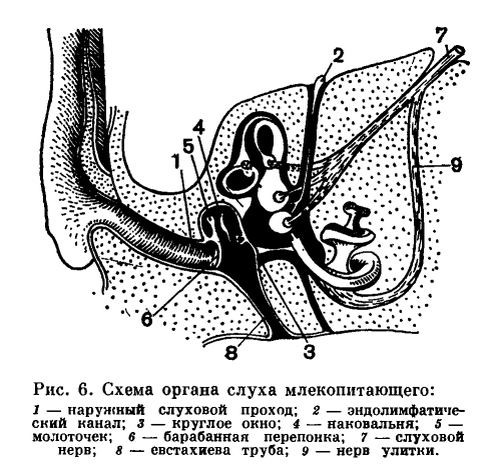 Строение уха животного. Строение органа слуха млекопитающих. Орган слуха млекопитающих. Строение органов слуха млекопитающих схема. Орган слуха млекопитающих.
