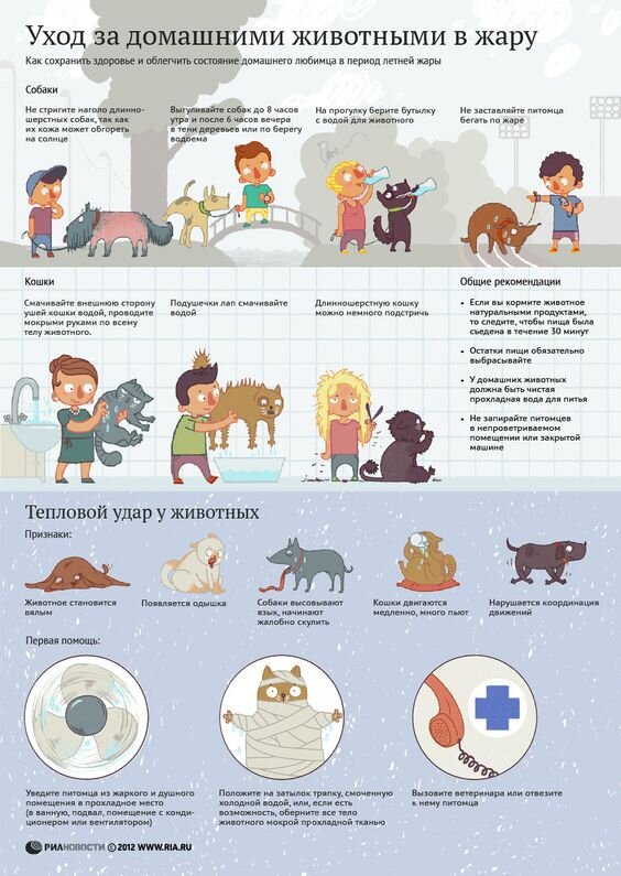 Уход за собаками и кошками в жару: инфографика