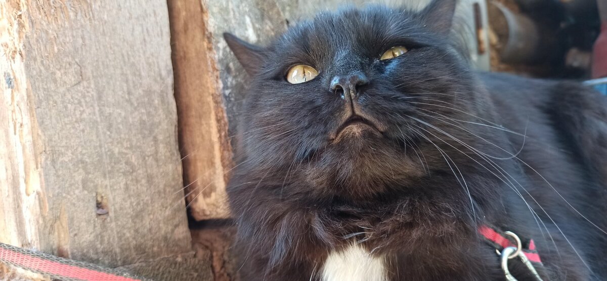 Взгляд кота, который обещал привлечь ваше внимание к проблеме. Там будет еще фотография котика.