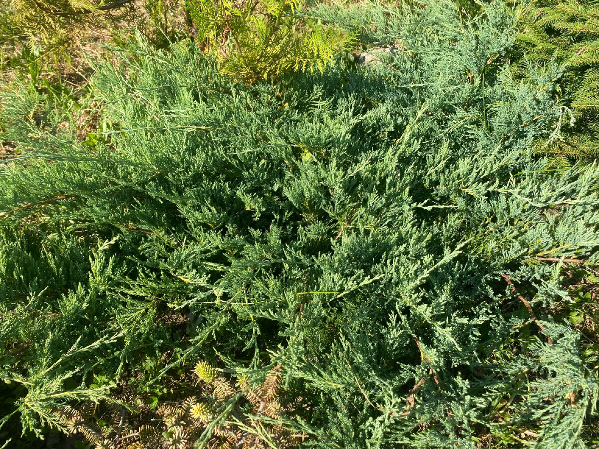 Можжевельник горизонтальный “Winter blue” (Juniperus horizontalis “Winter blue”)