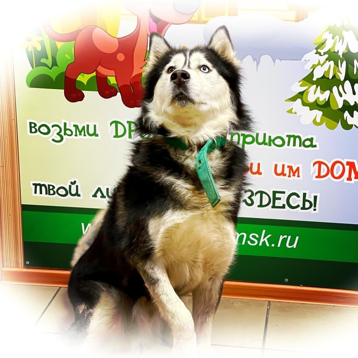 Красавец хаски по кличке Каспер.