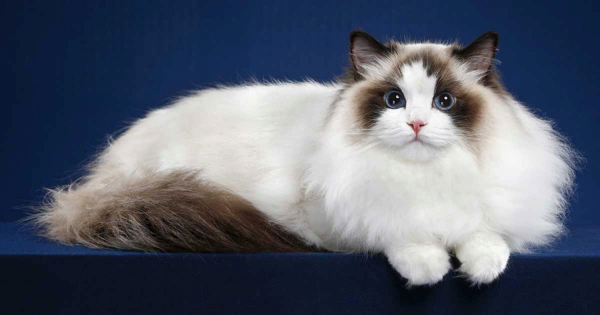 😻Кошка породы Рэгдолл: одна из самых красивых кошек. Знакомимся поближе |  Нос, хвост, лапы | Дзен